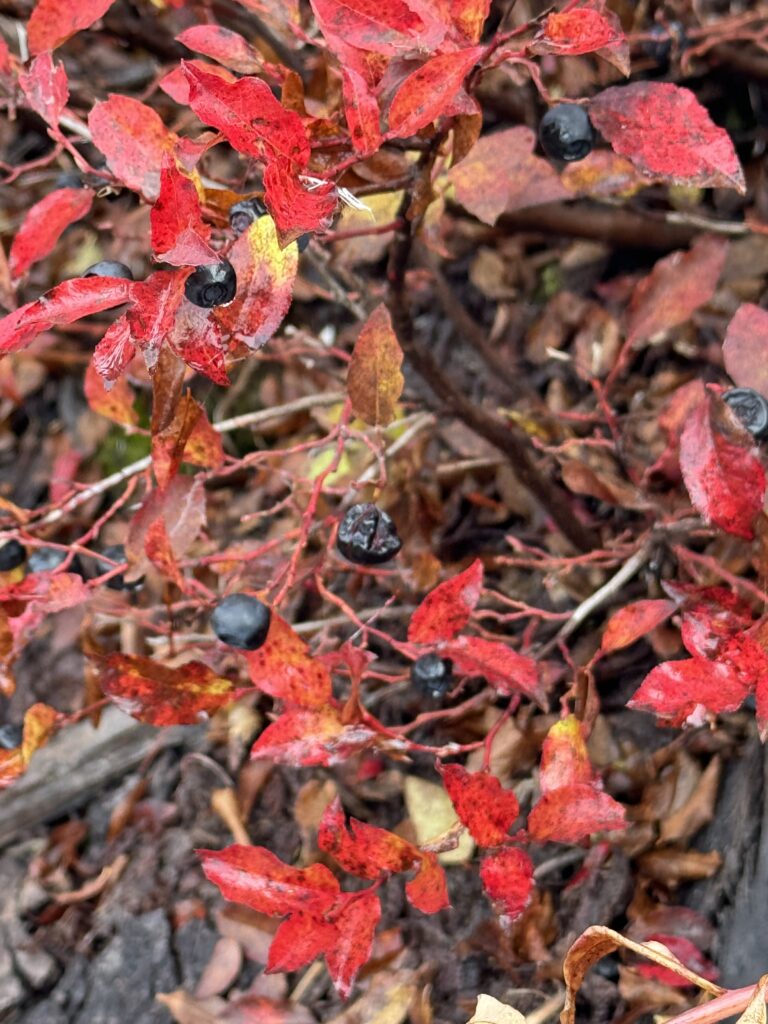 Huckleberries and pine mushrooms starting to grow in an old burn area after 8 years.