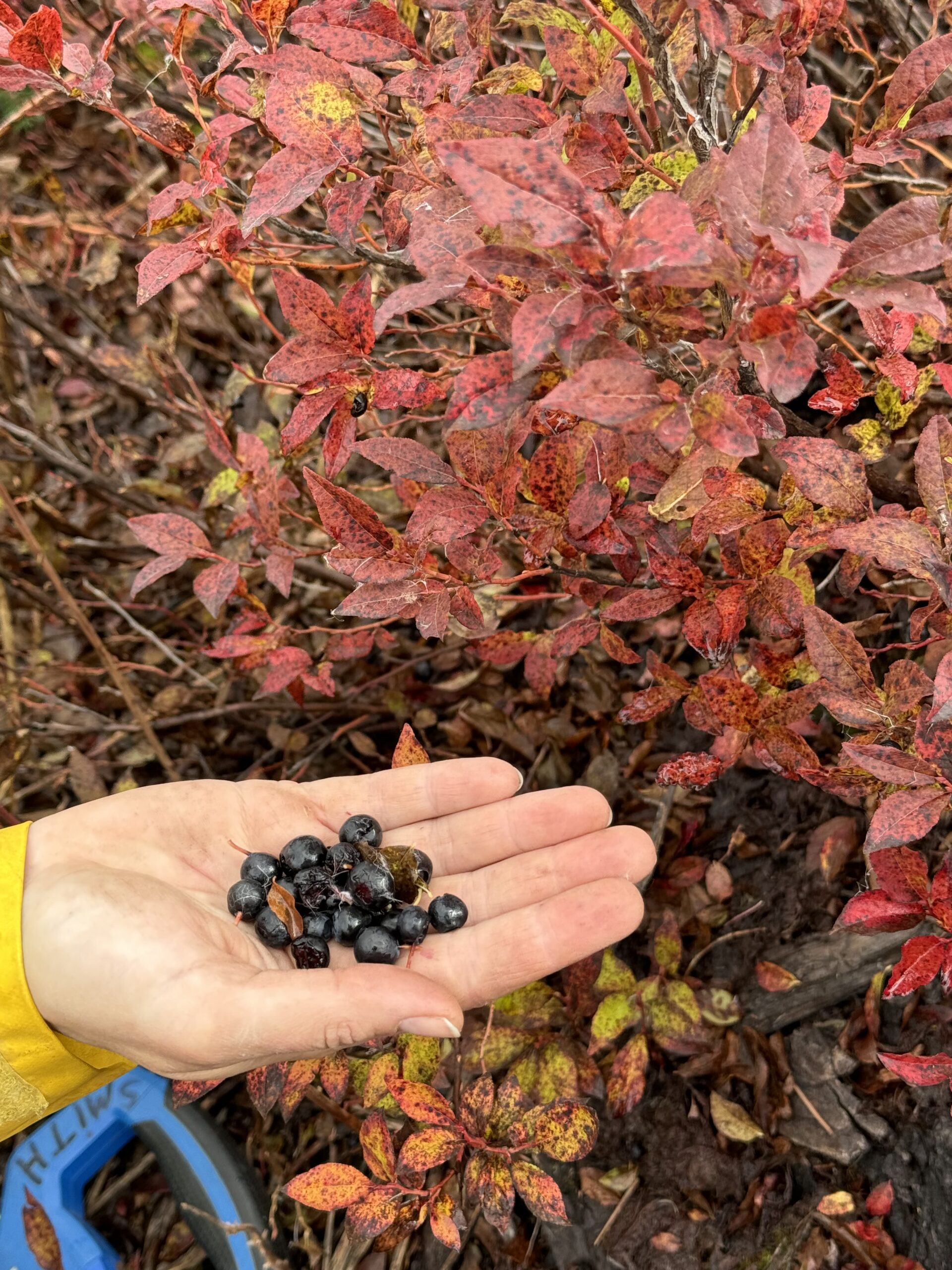 Huckleberries and pine mushrooms starting to grow in an old burn area after 8 years.