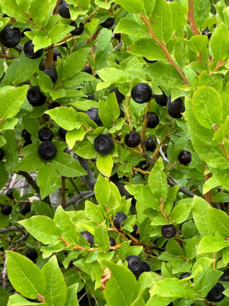 Berries growing ten years after a cultural burn.
